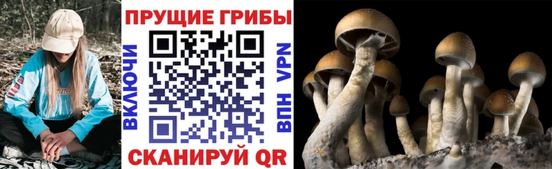 Псилоцибиновые грибы Psilocybine cubensis  купить закладку  Далматово 